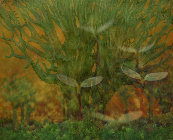 imageedit_1_3203387275